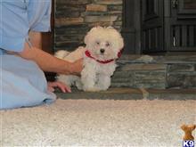 havanese puppy posted by Esther Helmuth